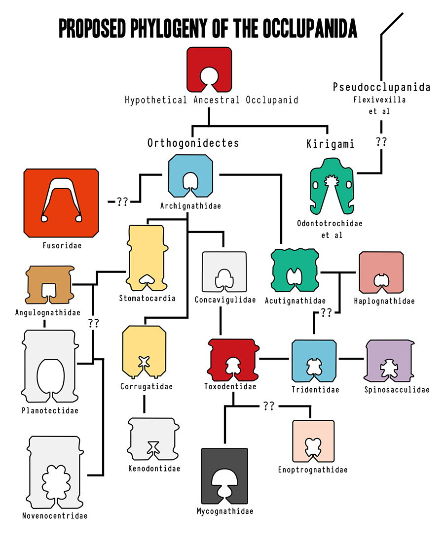 Phylogeny of the Occlupanida